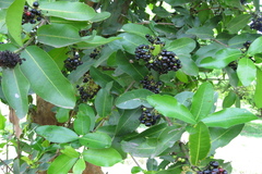 Ixora brachiata